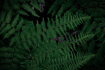 Fototapeta na wymiar background tropical trees, dark green fern wallpaper, dark green forest tree backdrop.