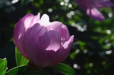 Pink peony