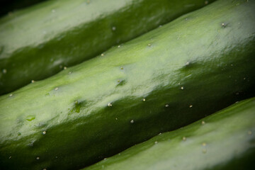 Detalhe de casca de pepino japonés verde escuro