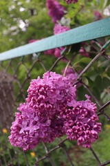 flowers in the garden