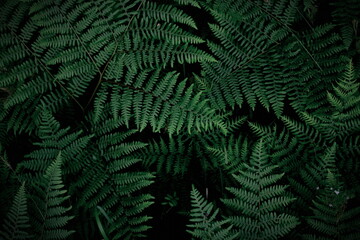 background tropical trees, dark green fern wallpaper, dark green forest tree backdrop.