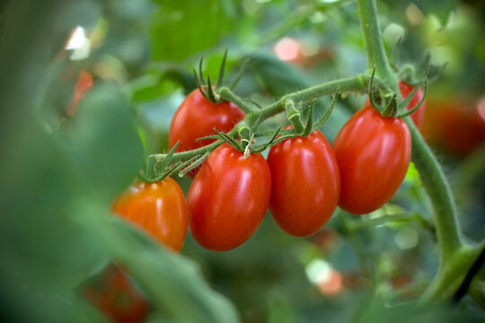 Detalhe de penca de tomates cereja (grape) bem maduros