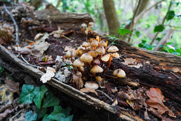 Close up of mushrooms growing on a rotten log
