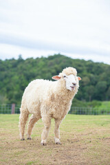 Fototapeta premium Sheep looking to the left Look for another sheep, beautiful green mountain views.