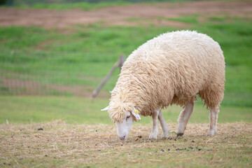 Fototapeta premium sheep on mountain , eating pellets on green grass , beautiful green mountain