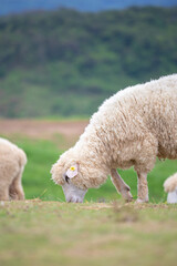 Naklejka premium sheep on mountain , eating pellets on green grass , beautiful green mountain