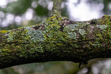 Tree's textures