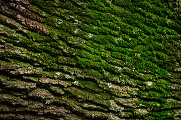 Tree's textures