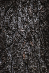 Tree's textures