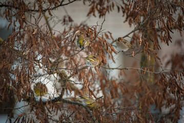 A sparrow sits on a tree branch at the beginning of winter.
