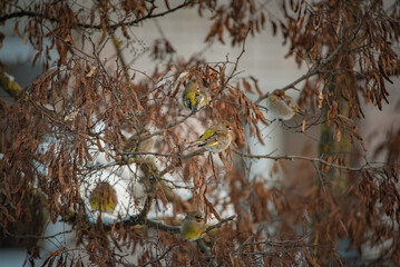 A sparrow sits on a tree branch at the beginning of winter.