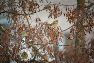 A sparrow sits on a tree branch at the beginning of winter.