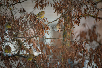 A sparrow sits on a tree branch at the beginning of winter.