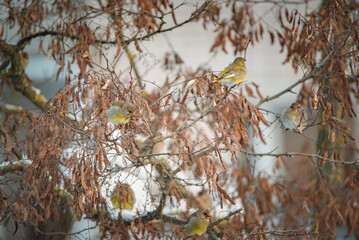 A sparrow sits on a tree branch at the beginning of winter.