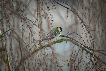 A sparrow sits on a tree branch at the beginning of winter.