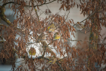 A sparrow sits on a tree branch at the beginning of winter.
