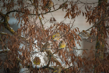 A sparrow sits on a tree branch at the beginning of winter.