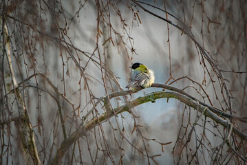 A sparrow sits on a tree branch at the beginning of winter.