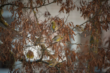 A sparrow sits on a tree branch at the beginning of winter.