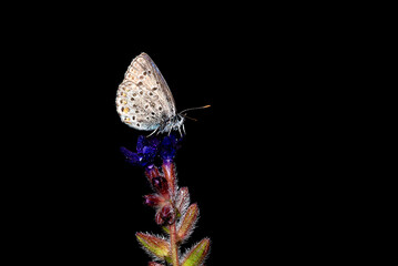 Early in the morning, dew-covered butterflies wait for the sun to come out and dry them to fly.