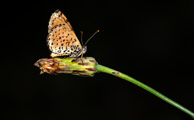 Early in the morning, dew-covered butterflies wait for the sun to come out and dry them to fly.