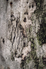 Tree's textures