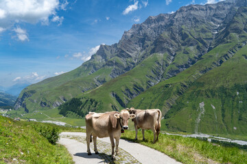 Fototapeta na wymiar Safiertal in der Schweiz