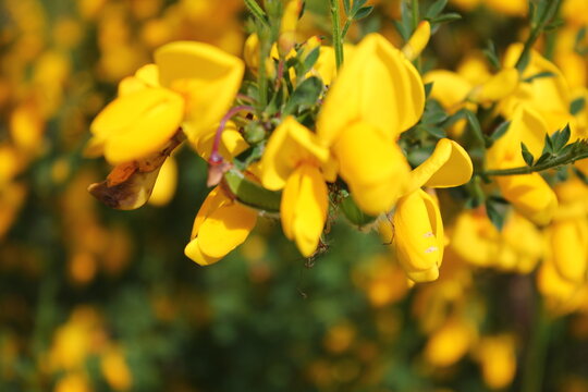 Yellow Scotch Broom, yellow flowers on the side of the road. North America spring