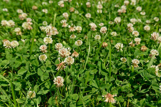 White clover flowers. Holiday and symbol of Ireland in summer.