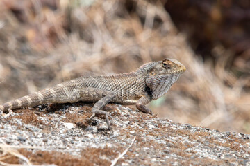 Oriental garden lizard, eastern garden lizard, Indian garden lizard (Calotes versicolor), an agamid lizard observed near Satara in Maharashtra, India