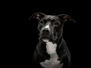portrait of pit bull on black background, studio shot