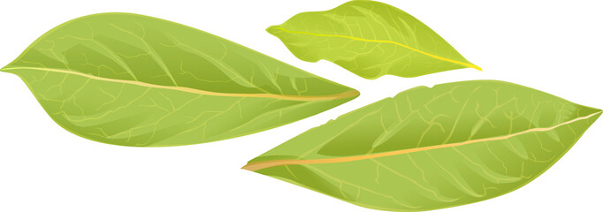 A set of bay leaves. Wonderful fresh spices for any composition. Bay leaf - isolated leaf silhouettes.  illustration on a white background. Detailed image. The best solution for logo, menu, label