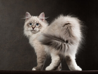 Portrait of neva masquerade kitten in studio
