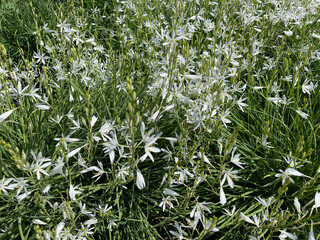 Branchless, Grass Lily, Anthericum