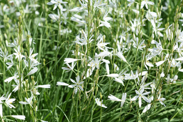 Branchless, Grass Lily, Anthericum