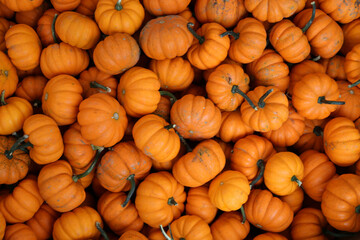 close up of a pile of pumpkins