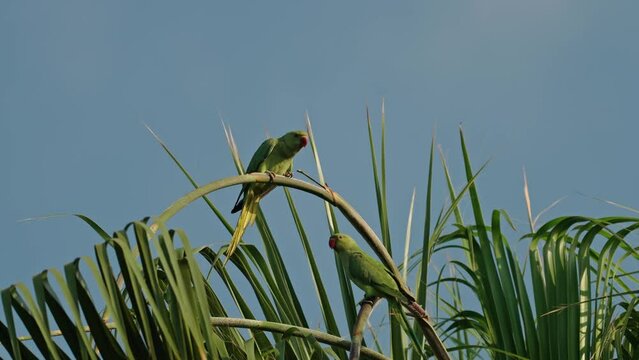 Rose-ringed parakee (Psittacula krameri) or Indian ringneck parrot male feeds a chicks and flying from the tree