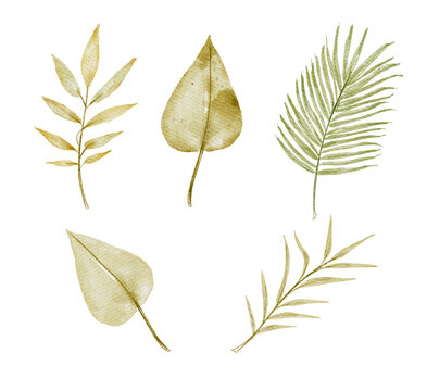 Tropical Set Of Watercolor Golden Dried Fan Palm Leaves.Isolated On A White Background