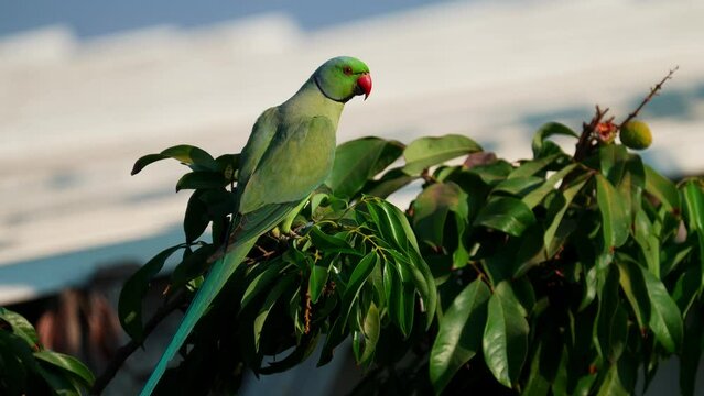 Rose-ringed parakee (Psittacula krameri) or Indian ringneck parrot male perching on Lychee tree