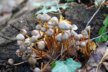 Close up of mushrooms growing on a rotten log