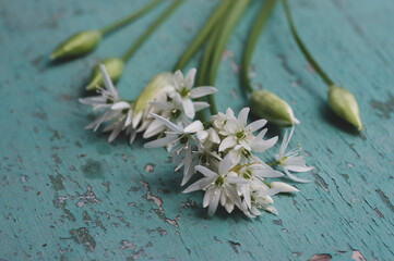 Allium ursinum wild bears garlic flowers in bloom, white ramsons buckrams flowering plants and green leaves on rustic table