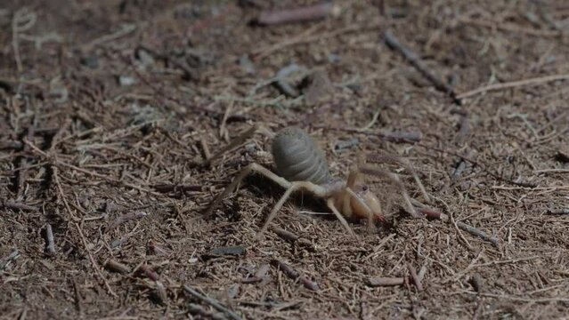 Sun Spider In nocturnal activity on desert soil digging in the ground