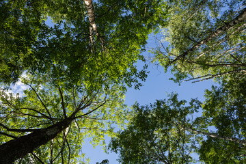Tops of deciduous trees in contrast to a cloudy sky on a sunny day.