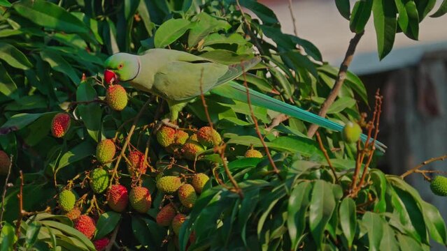 Rose-ringed parakee (Psittacula krameri) or Indian ringneck parrot male eating Lychee fruits from the tree