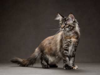 Obraz premium Maine Coon kitten portrait in studio
