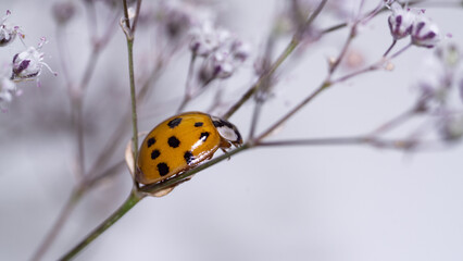 tender photo of a ladybug on a white flower