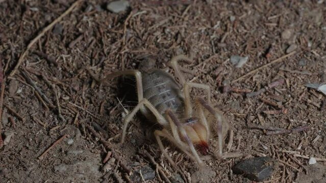 Sun Spider In nocturnal activity on desert soil