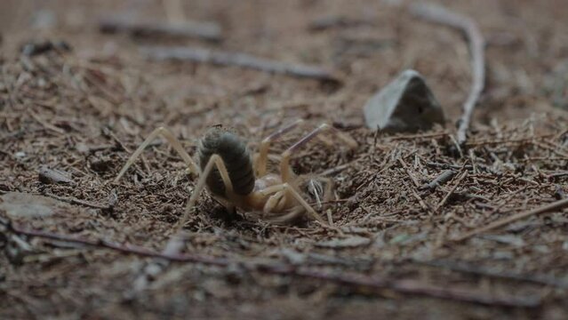 Sun Spider In nocturnal activity on desert soil digging in the ground