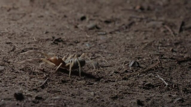 Sun Spider In nocturnal activity on desert soil digging in the ground