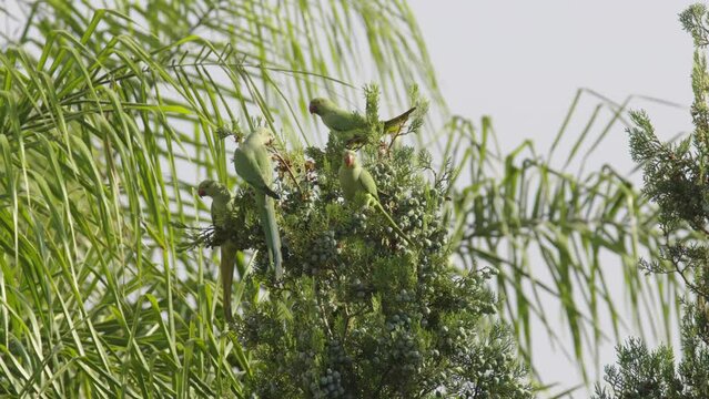 Rose-ringed parakee (Psittacula krameri) or Indian ringneck parrot floack, eating fruit from Cypress tree